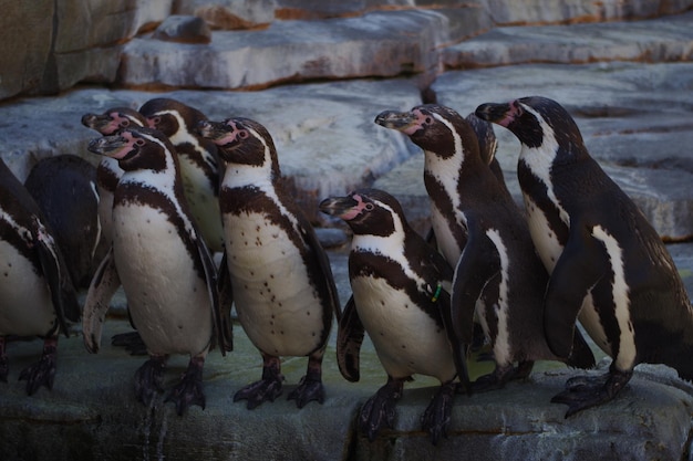 Foto close-up van pinguïns