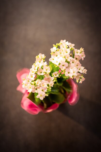 Close-up van plant pot