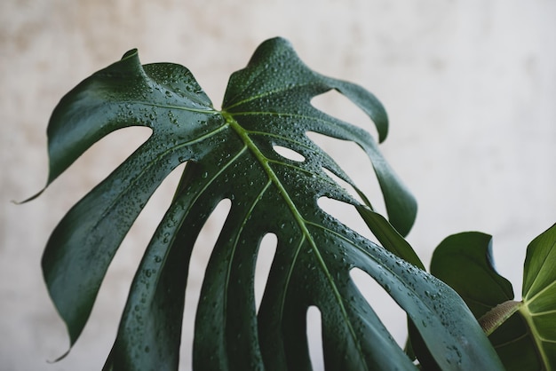 Close-up van plant