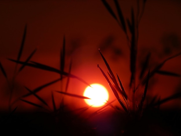 Foto close-up van planten bij zonsondergang