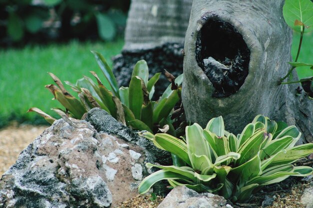 Foto close-up van planten die bij rotsen groeien