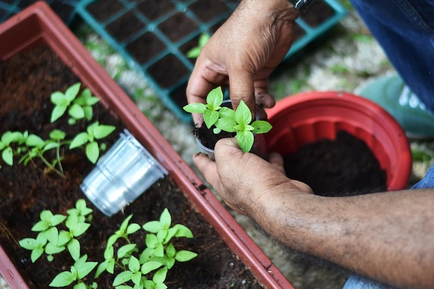 Close-up van planten die door de mens in potten worden geplaatst