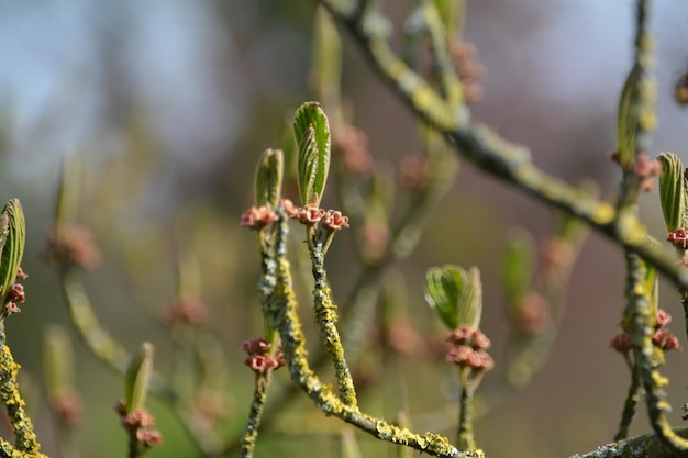 Close-up van planten die in de buitenlucht groeien