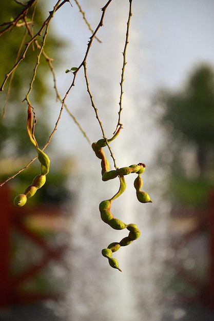 Foto close-up van planten die in de buitenlucht groeien