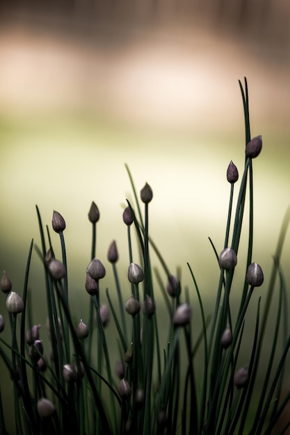 Close-up van planten die in de buitenlucht groeien