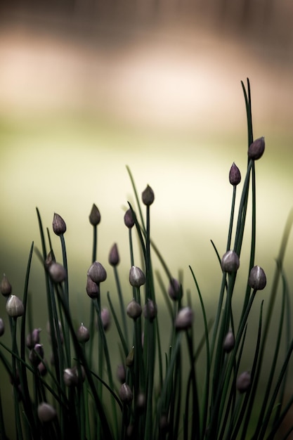 Foto close-up van planten die in de buitenlucht groeien