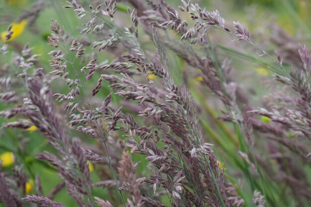Close-up van planten die in de buitenlucht groeien