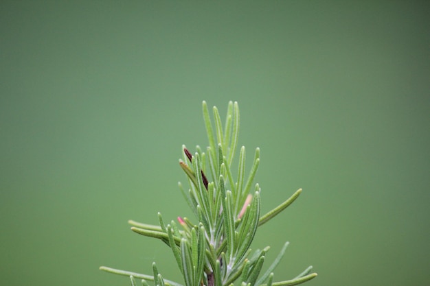 Close-up van planten die in de buitenlucht groeien