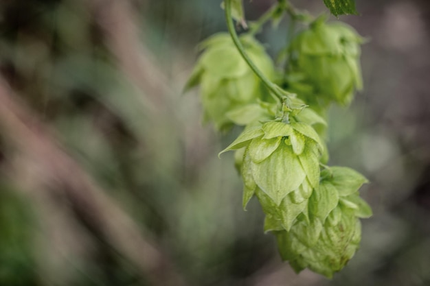 Foto close-up van planten die in de buitenlucht groeien