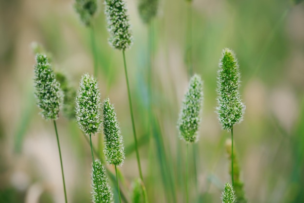 Close-up van planten die in de buitenlucht groeien