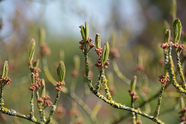 Close-up van planten die in de buitenlucht groeien