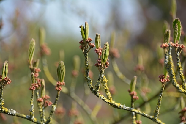 Foto close-up van planten die in de buitenlucht groeien