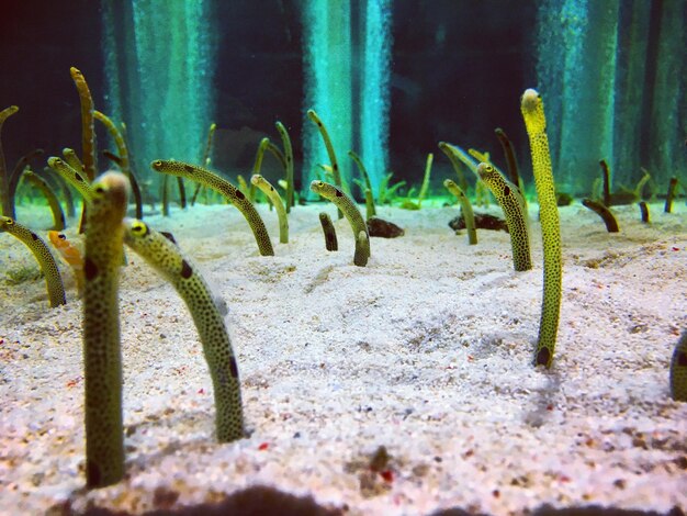 Foto close-up van planten die in water groeien