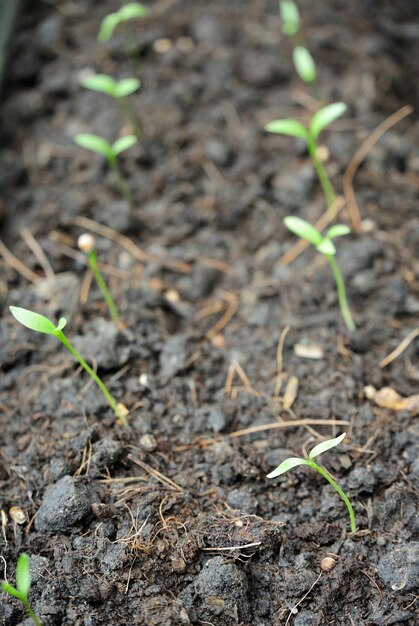 Foto close-up van planten die op de bodem groeien