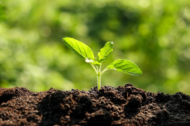 Close-up van planten die op het land groeien
