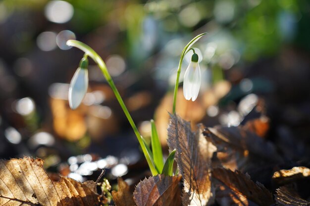 Close-up van planten die op het land groeien