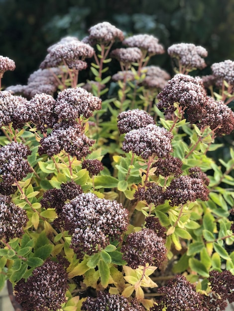 Foto close-up van planten die op het land groeien