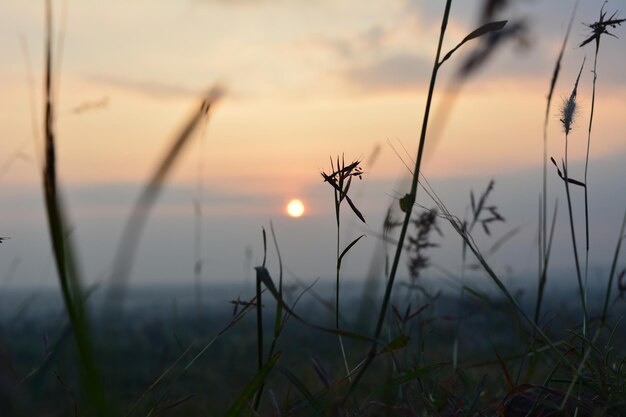 Foto close-up van planten die op het veld groeien tegen de hemel bij zonsondergang