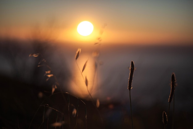 Close-up van planten die op het veld groeien tegen de hemel bij zonsondergang