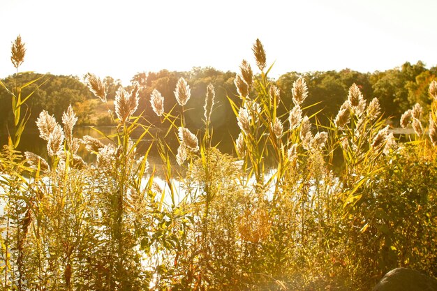 Foto close-up van planten die op het veld groeien tegen de lucht