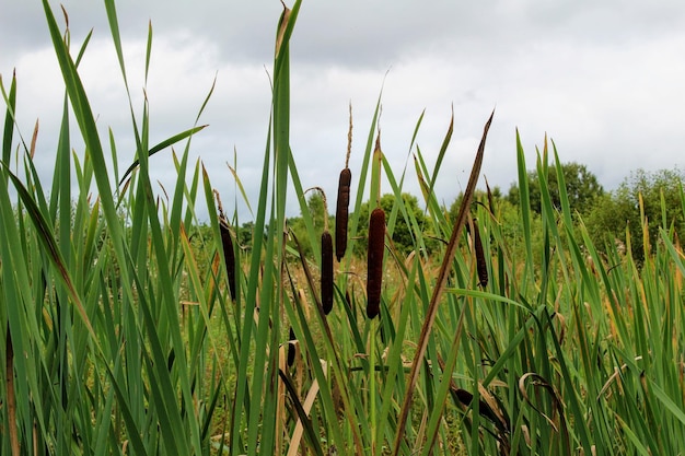 Close-up van planten die op het veld groeien tegen de lucht