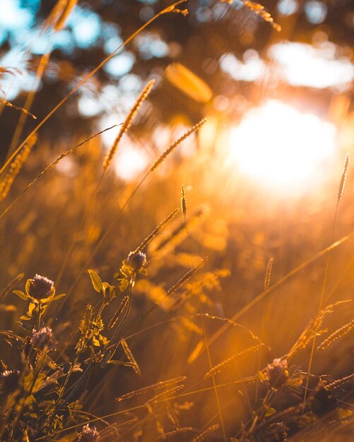 Foto close-up van planten die op het veld groeien tegen de lucht