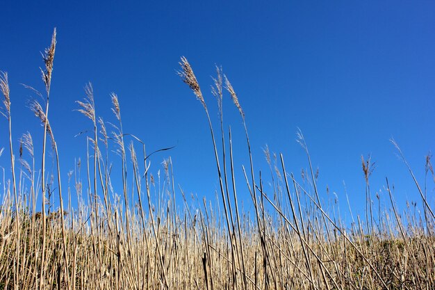 Foto close-up van planten die op het veld groeien tegen een blauwe hemel