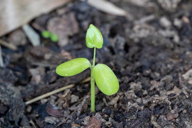 Foto close-up van planten die op het veld groeien