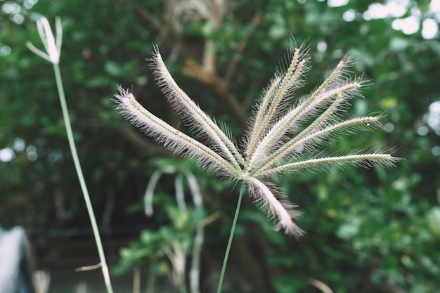 Foto close-up van planten die op het veld groeien