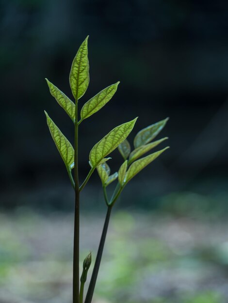 Foto close-up van planten die op het veld groeien