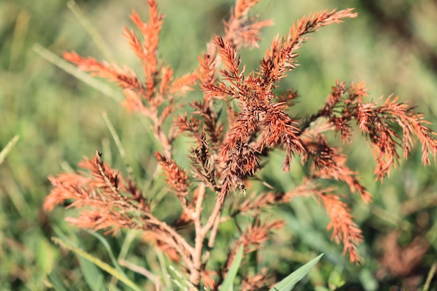 Foto close-up van planten die op het veld groeien