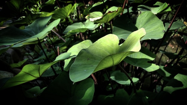Close-up van planten die op het veld groeien