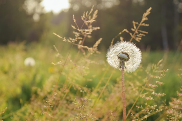 Close-up van planten die op het veld groeien