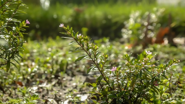 Close-up van planten die op het veld groeien