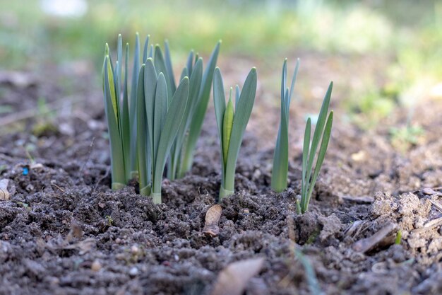 Foto close-up van planten die op het veld groeien