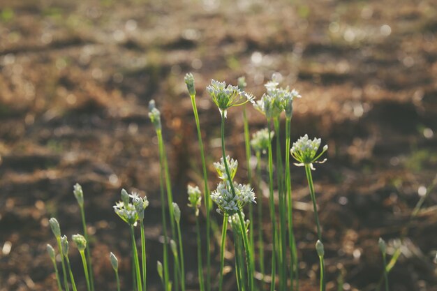 Foto close-up van planten die op het veld groeien