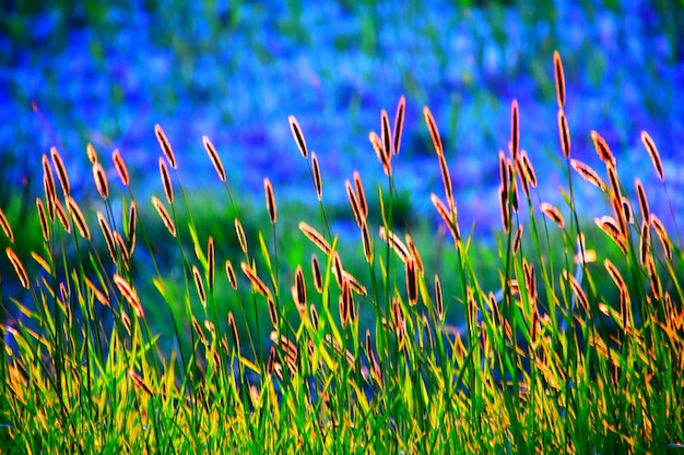 Foto close-up van planten die op het veld groeien