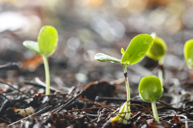 Foto close-up van planten die op het veld groeien