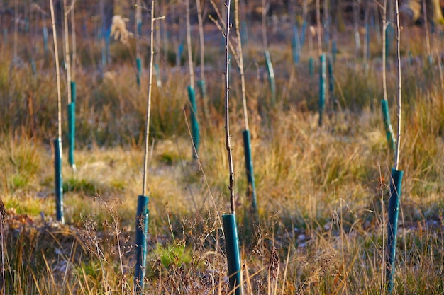 Foto close-up van planten die op het veld groeien