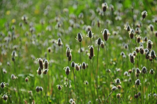 Foto close-up van planten die op het veld groeien