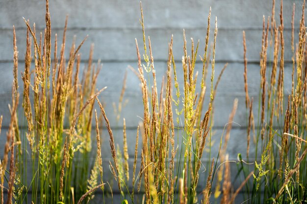 Foto close-up van planten die op het veld groeien