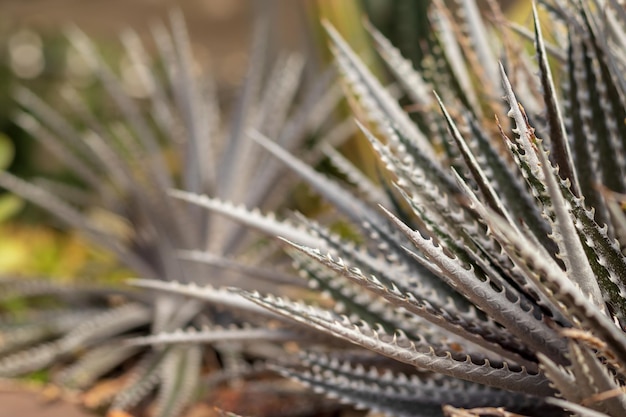 Foto close-up van planten die op het veld groeien