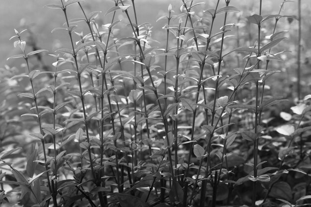 Foto close-up van planten die op het veld groeien