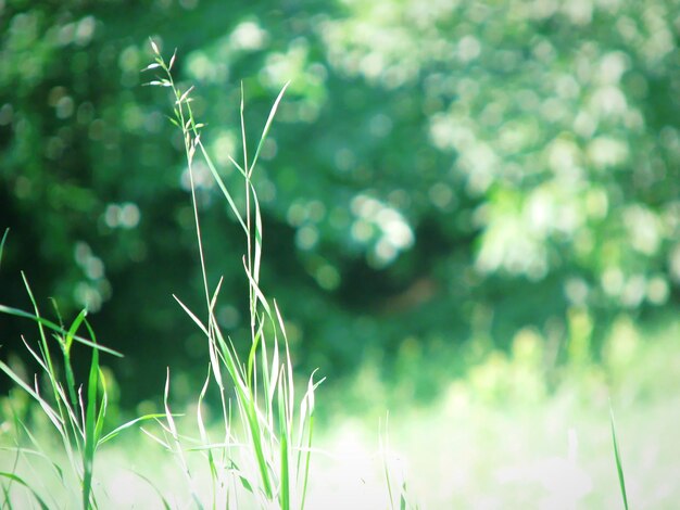 Close-up van planten die op het veld groeien