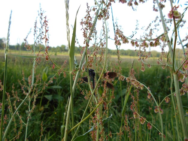 Foto close-up van planten die op het veld groeien