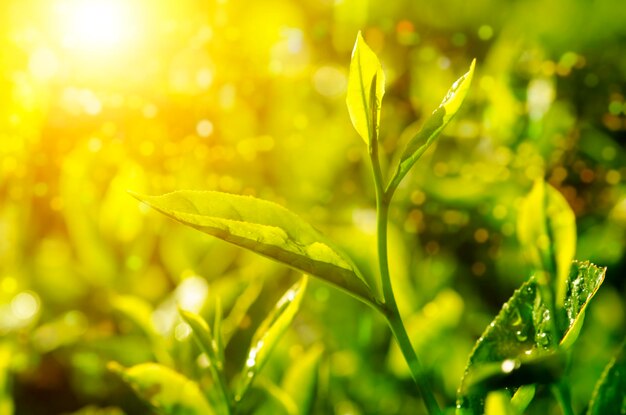 Foto close-up van planten die op het veld groeien