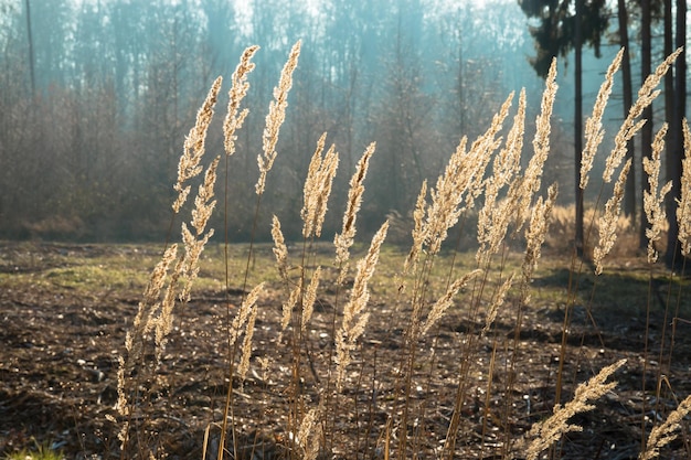 Close-up van planten die op het veld groeien