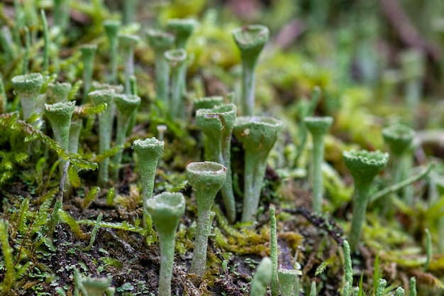 Foto close-up van planten die op het veld groeien