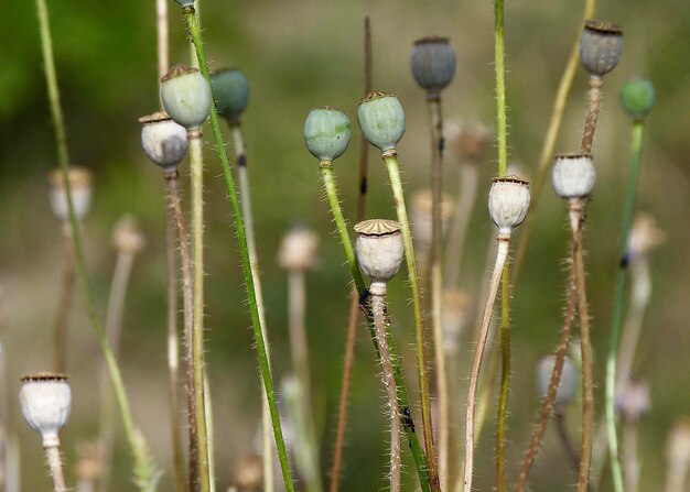 Foto close-up van planten die op het veld groeien