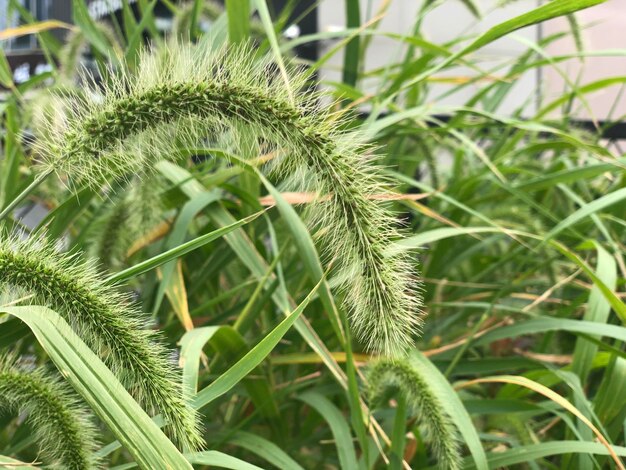 Foto close-up van planten die op het veld groeien